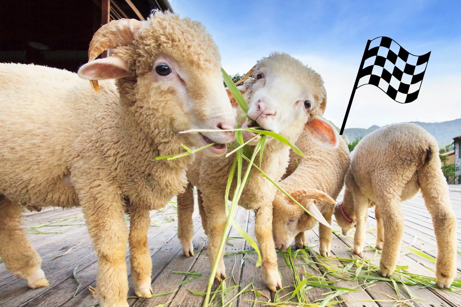 Game%20-%20OT%20Psalm%2023%20-%20The%20feed%20the%20sheep%20relay%20race-6bb58723 Fear