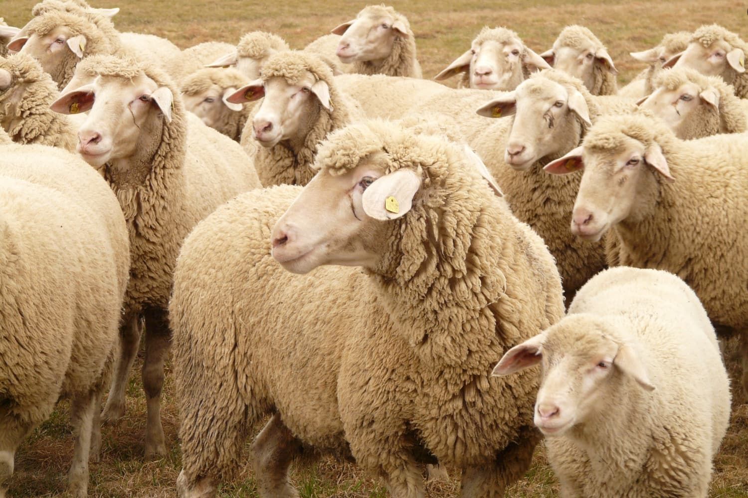 Object%20lesson%20-%20NT%20Parable%20of%20the%20lost%20sheep%20-%20Guiding%20the%20flock-9a262082 Sheep / shepherd