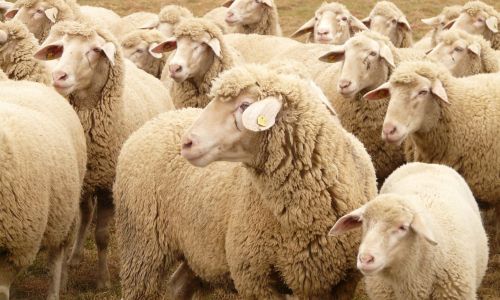 Object%20lesson%20-%20NT%20Parable%20of%20the%20lost%20sheep%20-%20Guiding%20the%20flock-caad01a5 Ideas